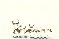 藏品(暖地明葉苔)的圖片